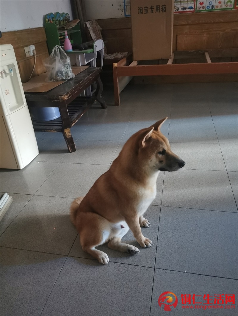 低價出售成年純種柴犬，希望找個好人家 ！